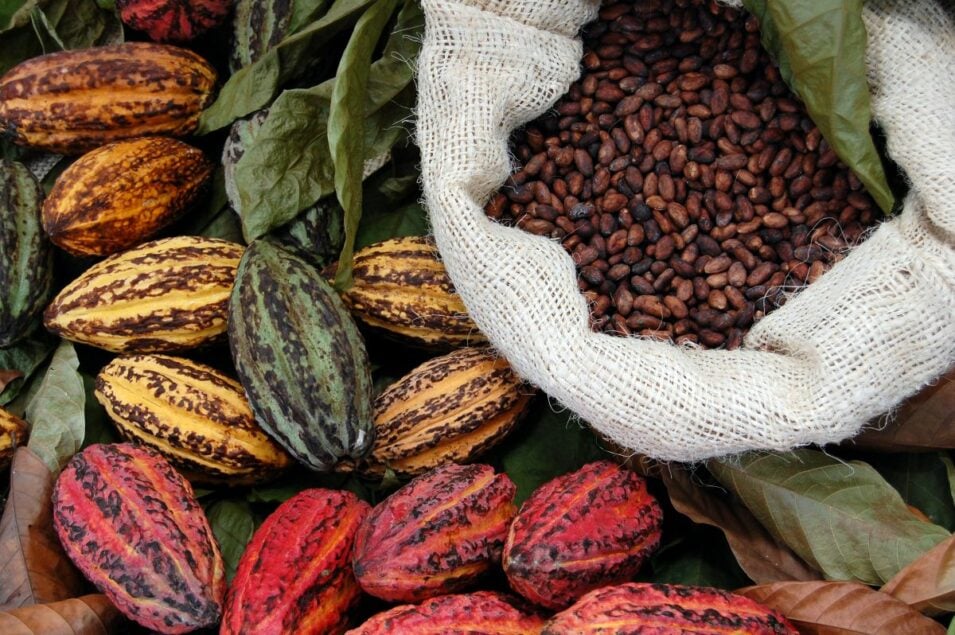 https://www.foodbusinessnews.net/ext/resources/2025/07/02/cargill-cocoa-lead----YAI.jpg?height=635&t=1751459261&width=1200
