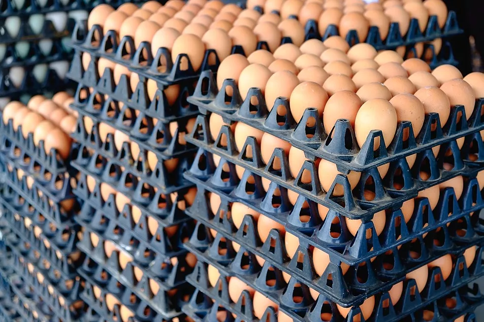 https://www.foodbusinessnews.net/ext/resources/2025/07/24/calmaine-lead----POOKPIIK.webp?height=635&t=1753360017&width=1200