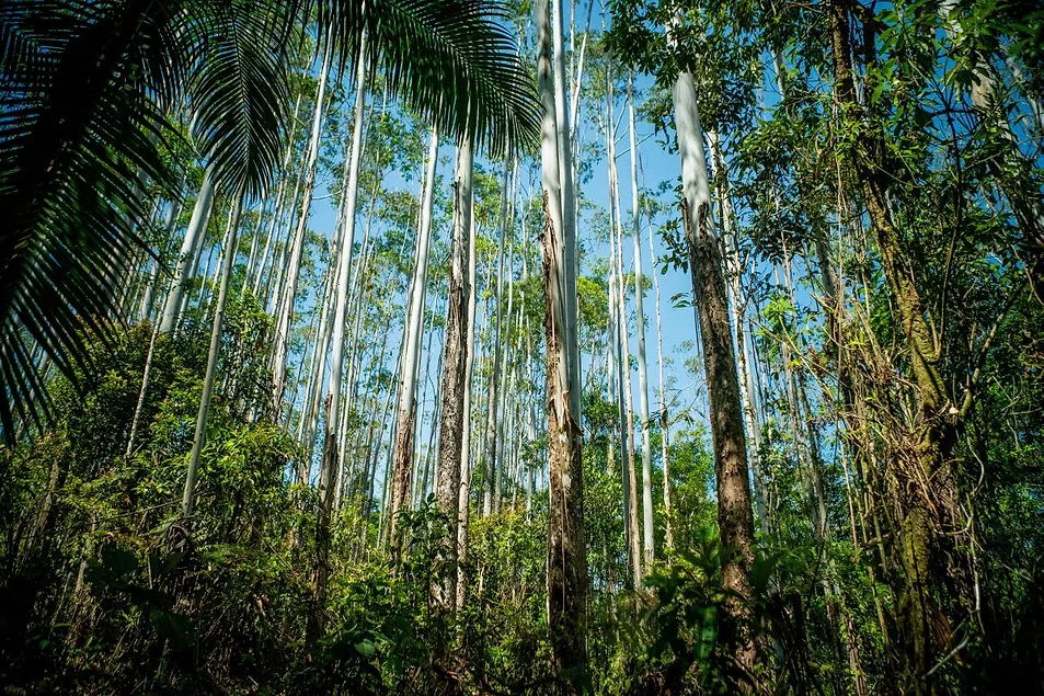 https://www.foodbusinessnews.net/ext/resources/2025/07/25/Nestle-BarryCallebaut-reforestation-lead_adst_Marcio-I-Sa.webp?height=635&t=1753461224&width=1200