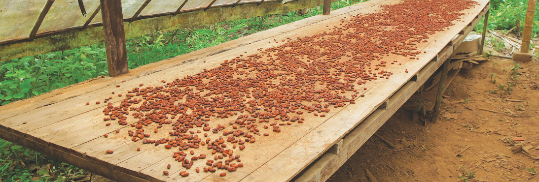 Cocoa production