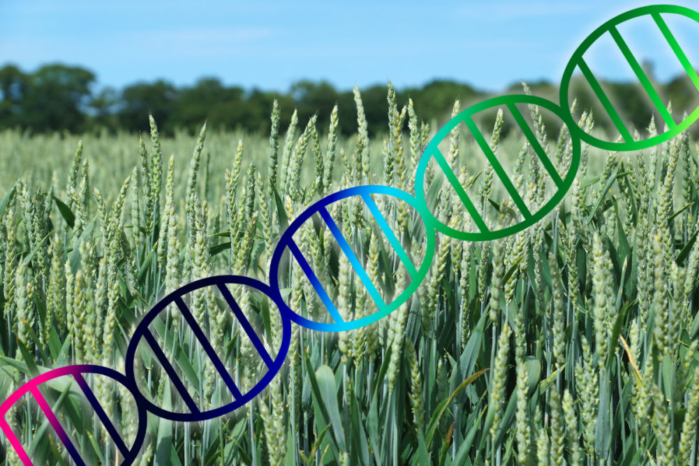 Crop genome editing