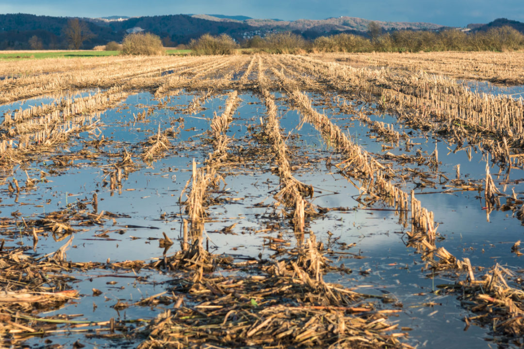 Flooded crops