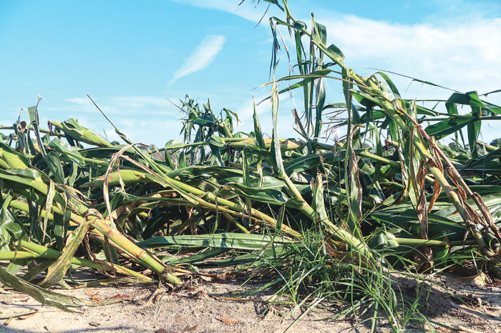 Hurricane-affected crops