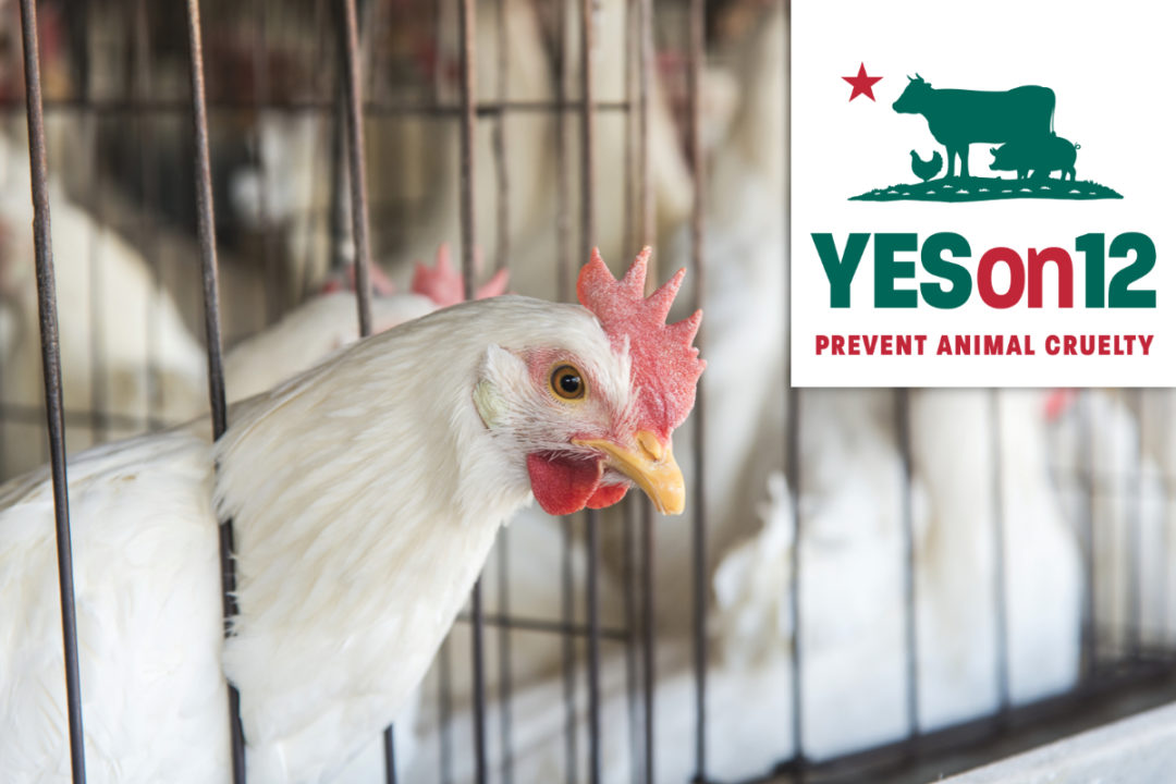 Animal cruelty prevention ballot
