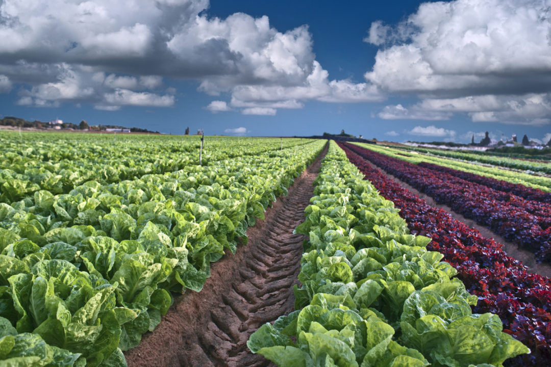 Romaine lettuce field
