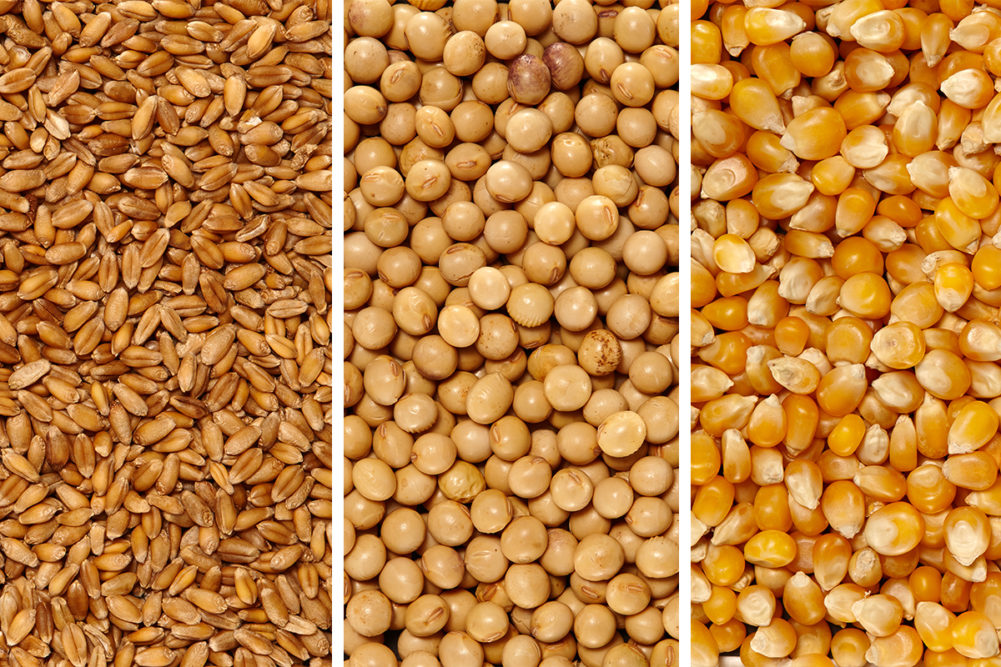 Wheat, corn and soy