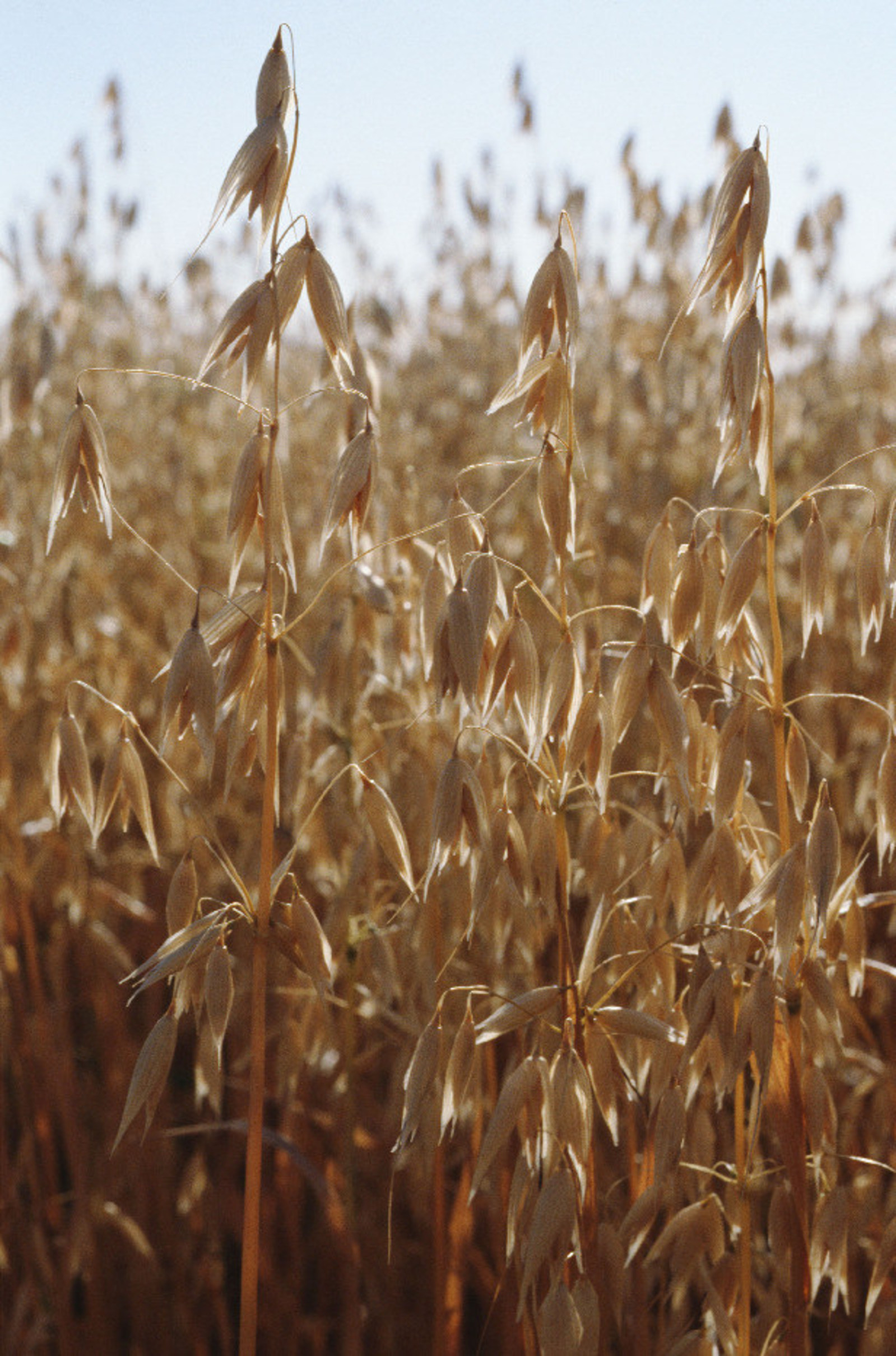 Cascadian Farm organic oats, General Mills