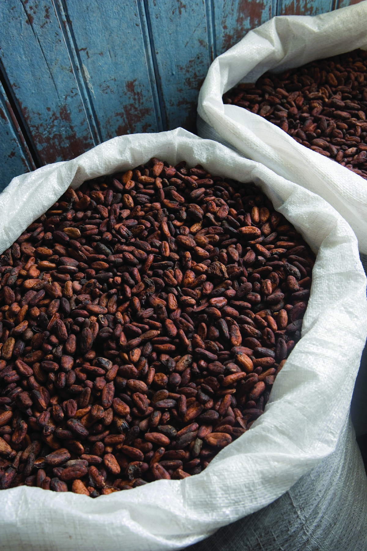 Bags of cocoa beans