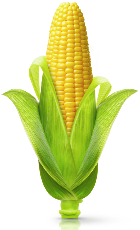 Ear of corn