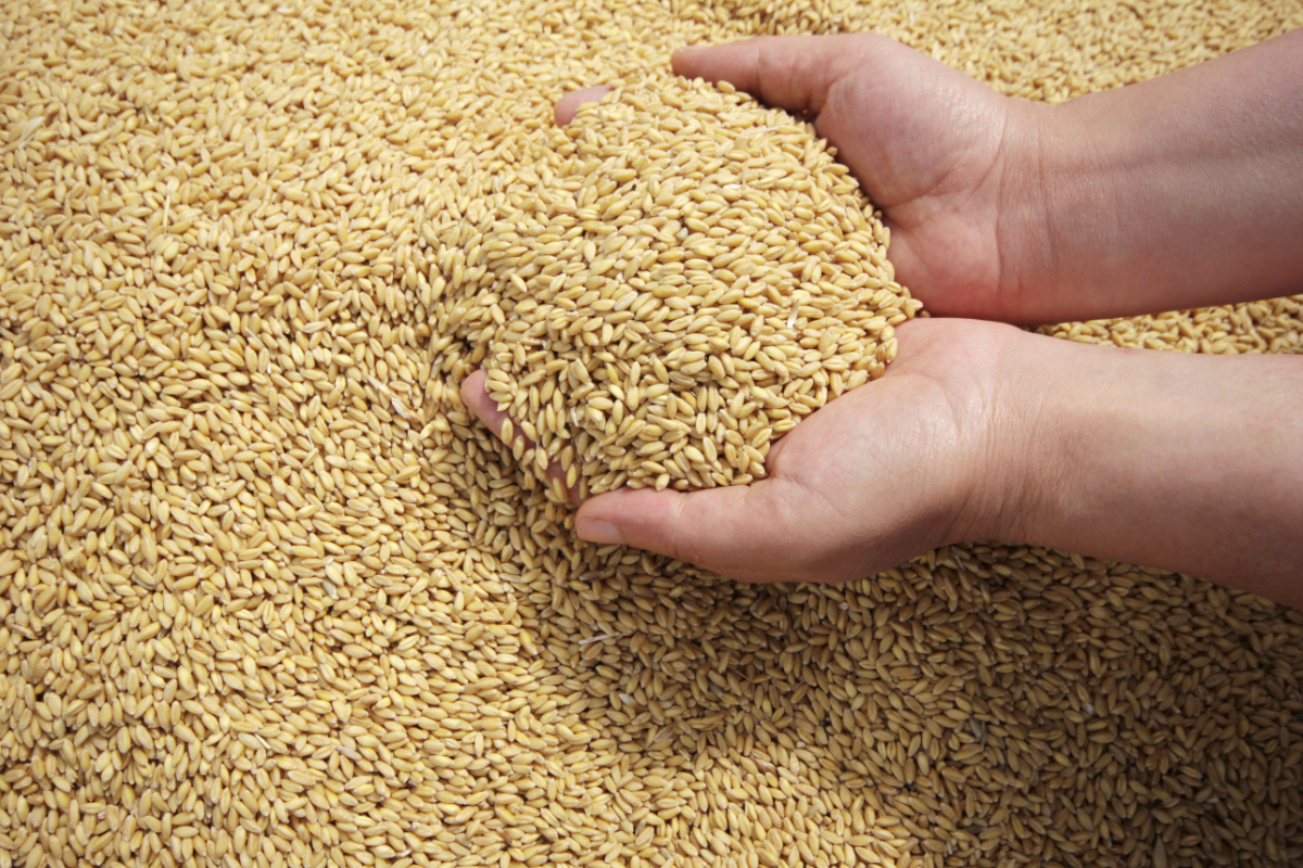 Durum wheat