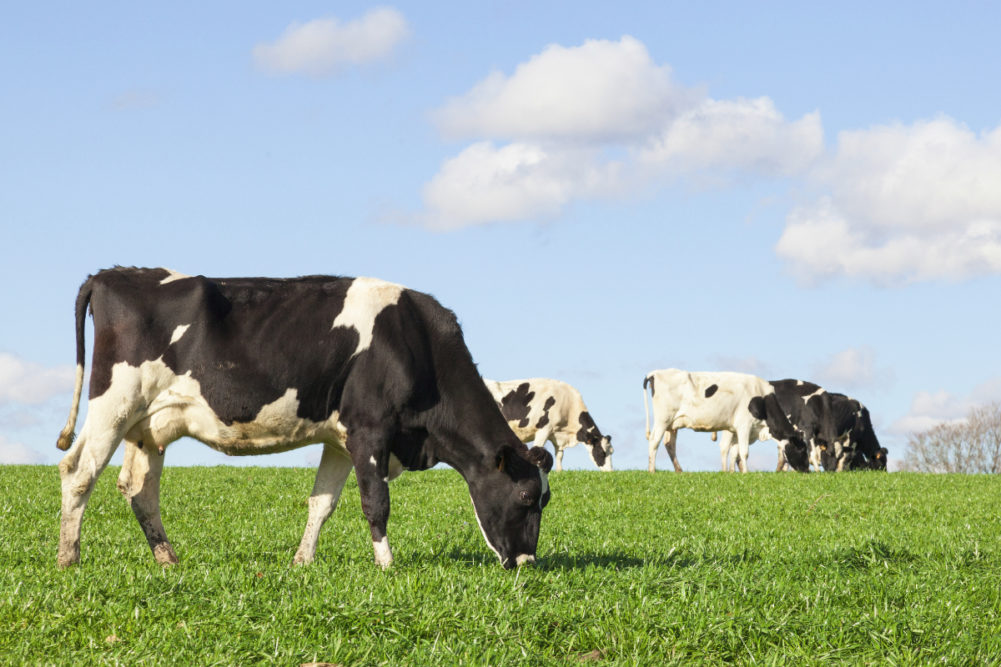 Organic cows grazing