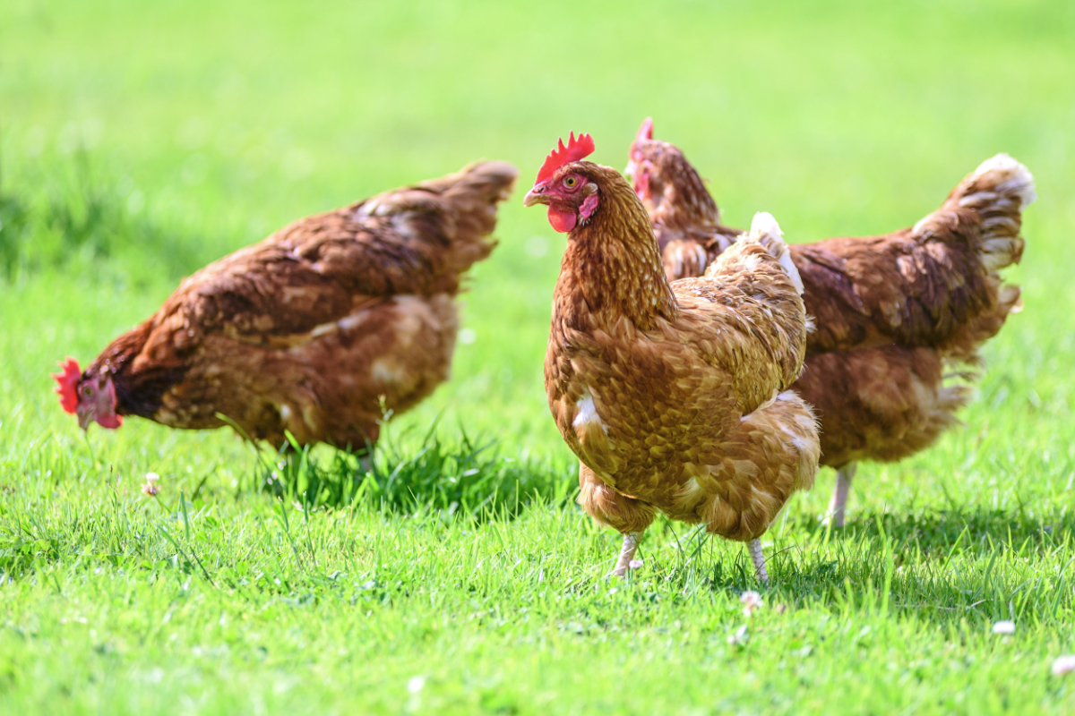 Free-range organic chickens