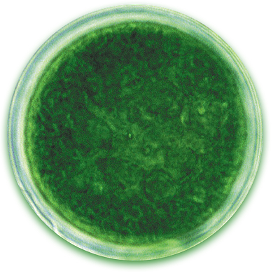 Qualitas Health algae