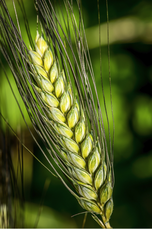 Durum wheat ear