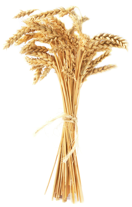 Wheat stalk