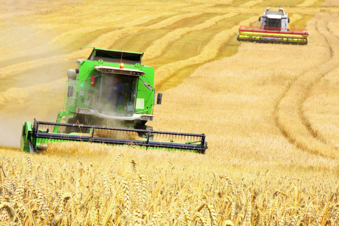 Combines harvesting wheat