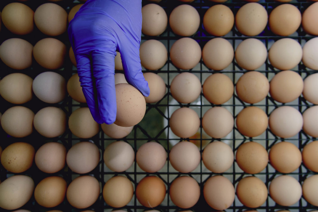 Inspecting eggs, food safety