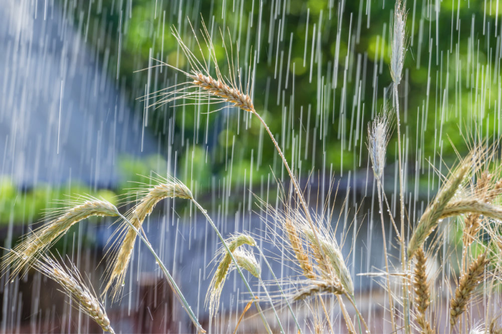 Rain on wheat
