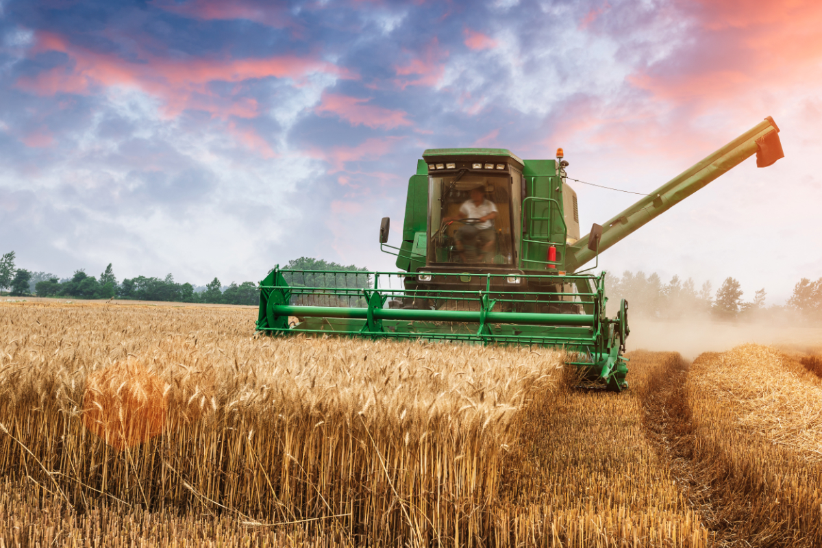 Wheat farmer