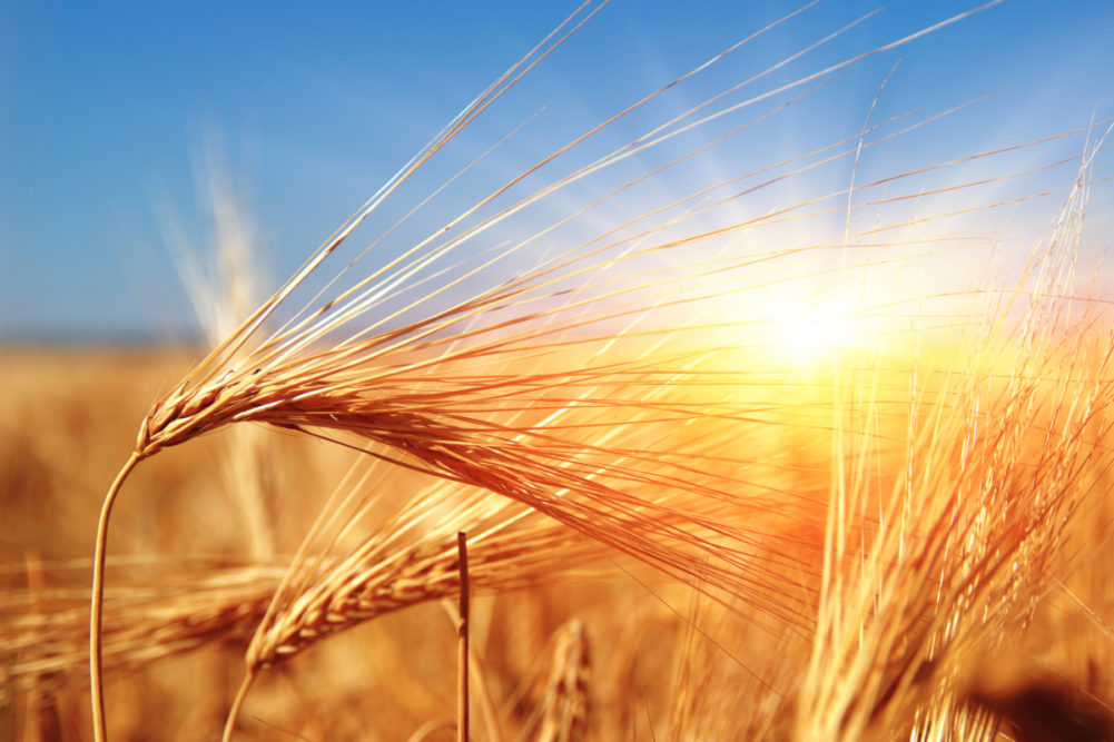 Wheat in the sun