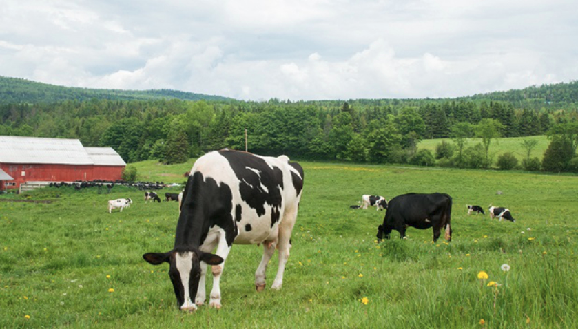 Stonyfield organic dairy farm