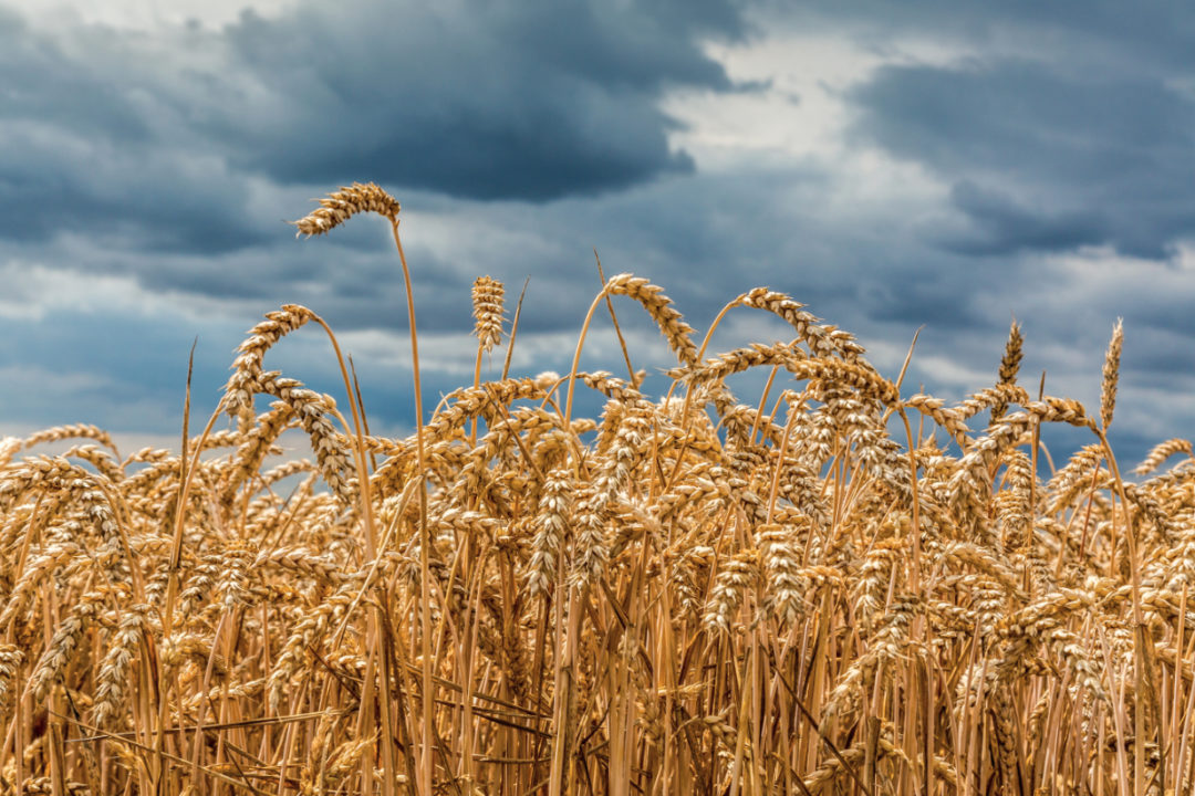 Rain clouds over wheat field