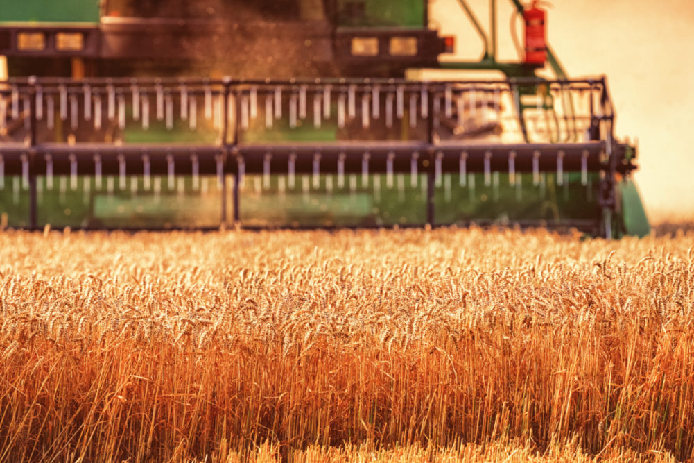 Wheat harvesting combine