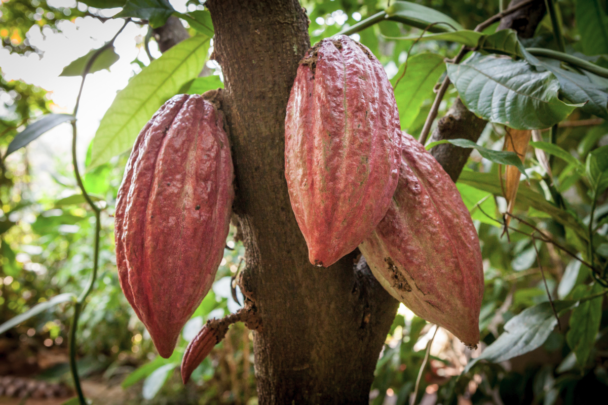 Cocoa pods