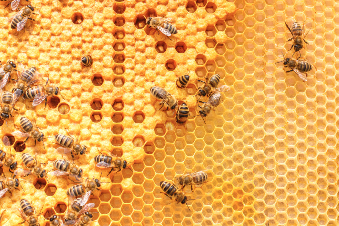 Honey bee colony