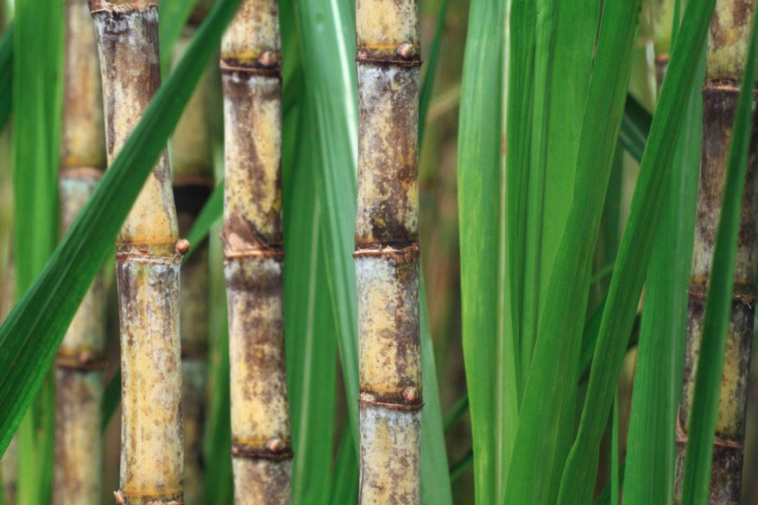 Amyris, Inc. sugarcane