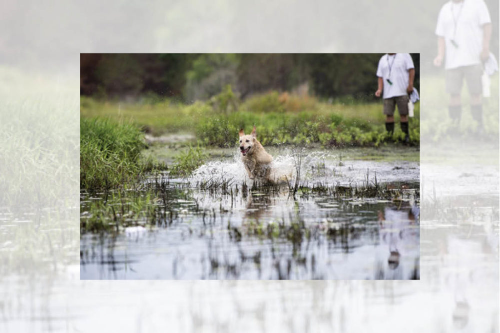 Ducks Unlimited Dog in Water