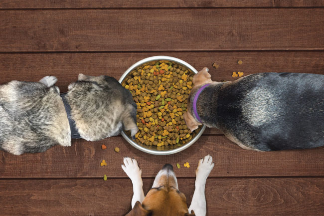 Dogs around a food bowl