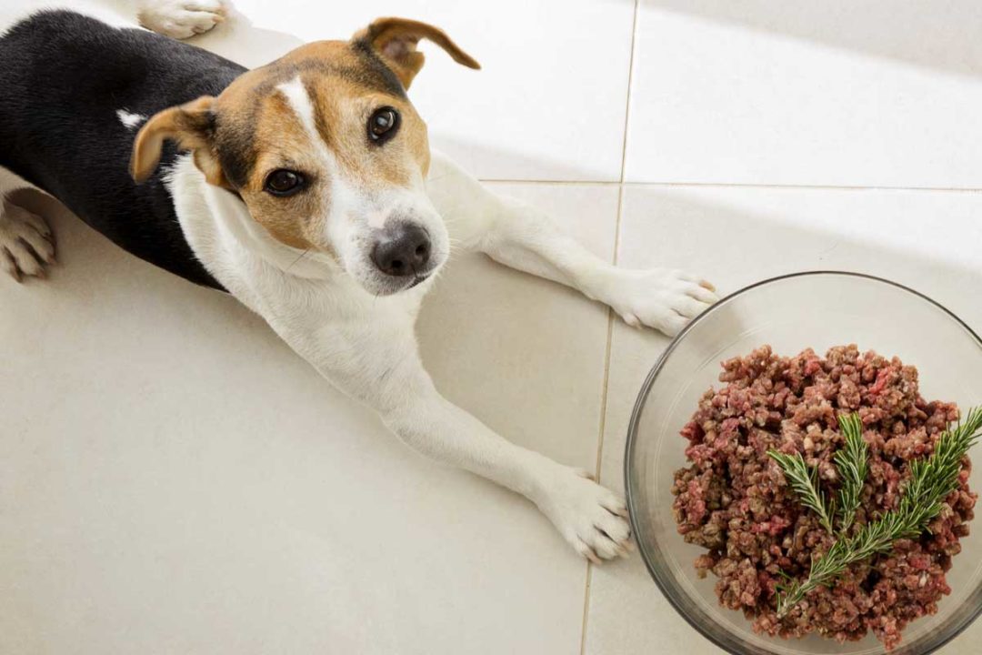 Dog with raw pet food in bowl